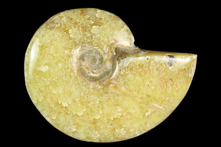 Polished, Agatized Ammonite (Cleoniceras) - Madagascar #119037